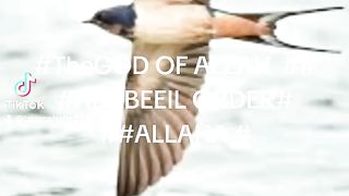 #TheGOD OF ALLAH  ## #ABABEEIL ORDER# ##ALLAHA #