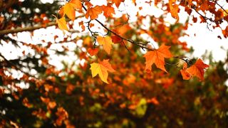 Beauty of nature 44