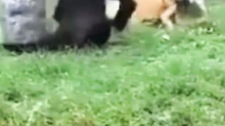 Iguana vs monkey
