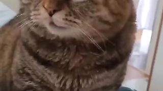 A cat who wants attention