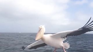 Amazing videos vol 86