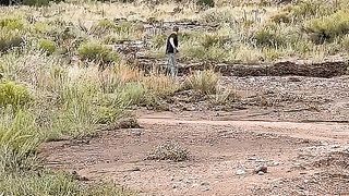 Amazing videos vol 89