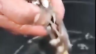 Fish in the tub