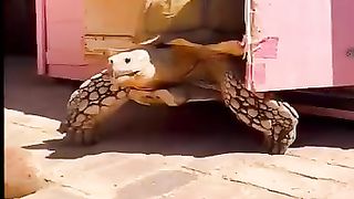 The tortois