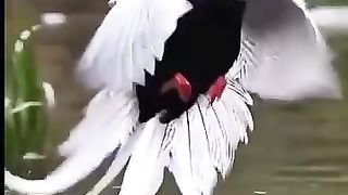 The birds of Eden