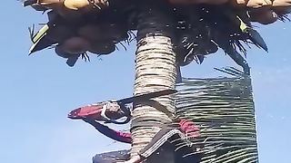 The tree of coconut