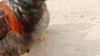 This is a hen which walks