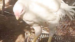 Parrot beak ll parrot beak on the