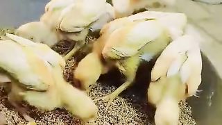 The little choozay eating in a hotel
