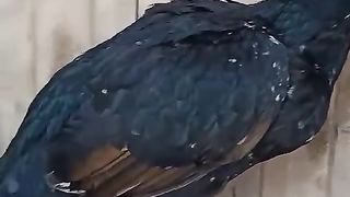 The bird sits on the plank