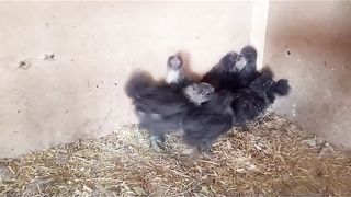 Little chicken are in the lawn
