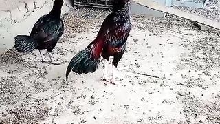 Do not fight with each other 2