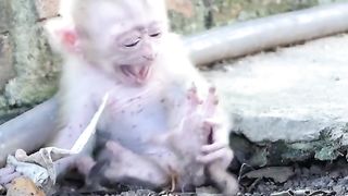 baby monkey crying when attacked by ants