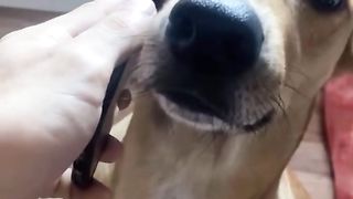 Funny Dog Viral Video 95