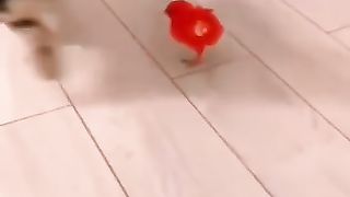 Cat and the chicken