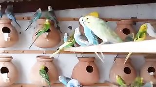 Budgies in their houses