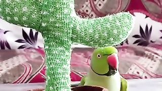The parrot and cactus