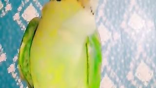 Parrot on the yellow
