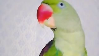 The red beak