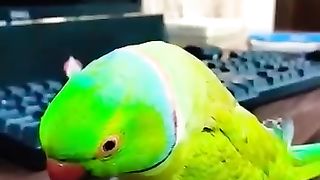 Green parrot and the red beak
