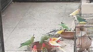 Beautiful herd of parrots