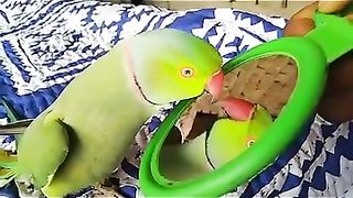 Parrot Looking in the mirror