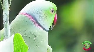 Parrot sitting on the branch of a plant