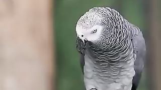 Interview of a parrot