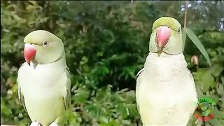 The green parrot and the camera