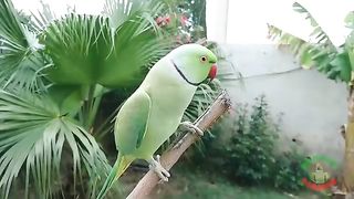 The green environment and the green parrot
