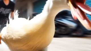 Ducks 2