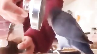 the end ???????????? #shorts #shortvideo #youtubeshorts #funny #fails #Lol_blunders #humor_4