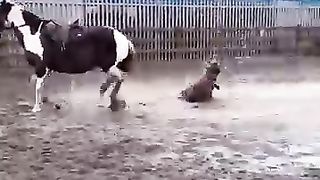 the end ???????????? #shorts #shortvideo #youtubeshorts #funny #fails #Lol_blunders #humor_5