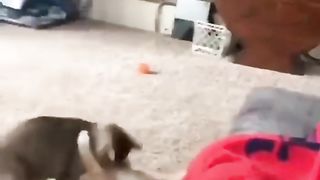 Funny Cat Viral Video 105