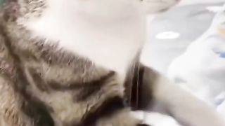 Funny Cat Viral Video 106