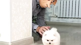 Funny Dobby #shorts #funny #tiktok
