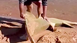 Man helps sawfish back into the sea