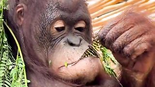 Fun videos 4