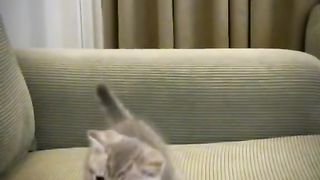 Tom VS Human