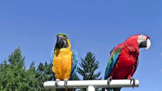 Most Beautiful Parrots on Planet Earth