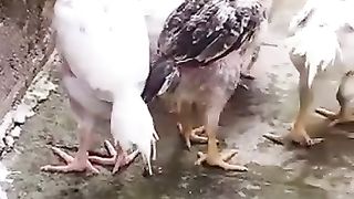 Parrot breed ????
