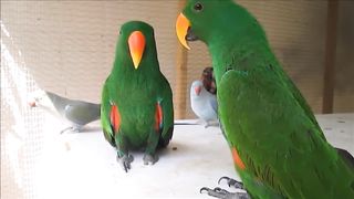 Parrot & birds nice talking and singing - new video