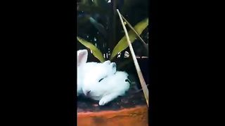 Cute cat animals ????