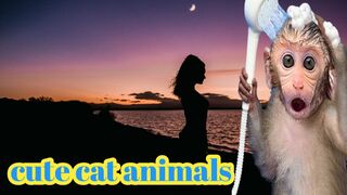 Funny animal videos ????????