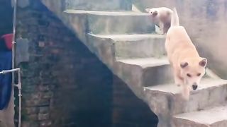 Funny video