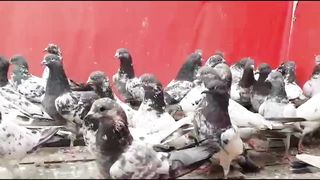 Lakha Zira golden farooz  kasuri lakha ram puri