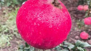fresh pomegranate for health