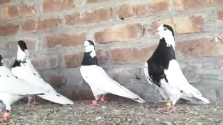 Beautiful pigeon breeder pair best flying 35waly
