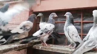 Beautiful pigeonbreeder pair best flyingchiks
