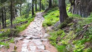 Walking in the beautiful forest. Relaxing nature sounds